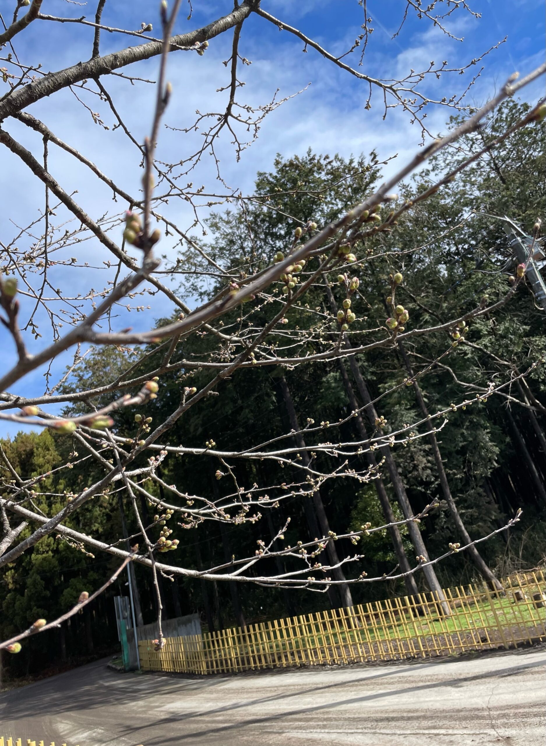 新年度！！ 赤城ブログ 赤城オーガニック